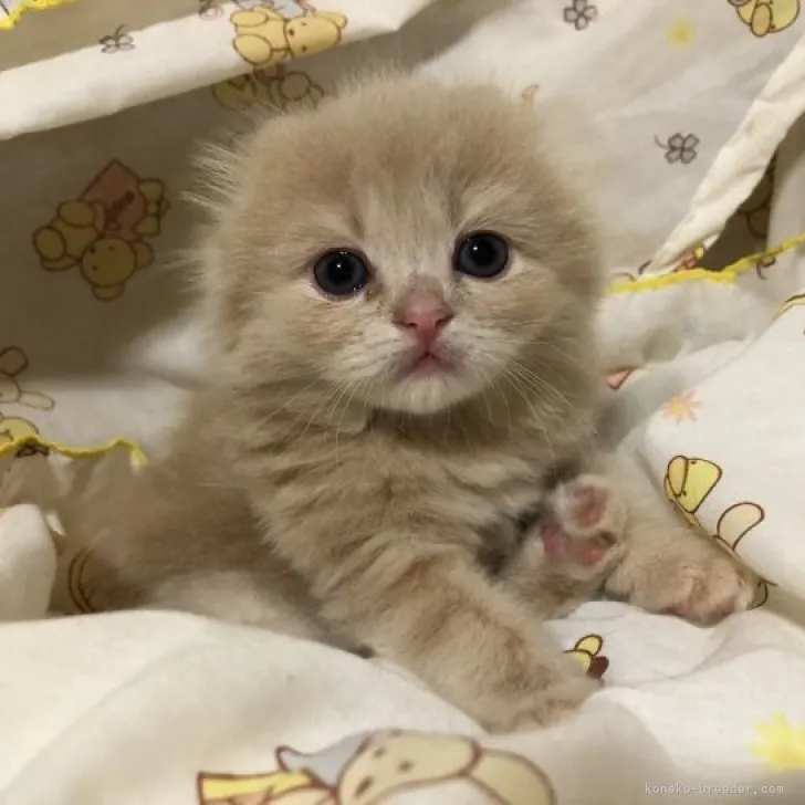 ID:2308-01682の子猫