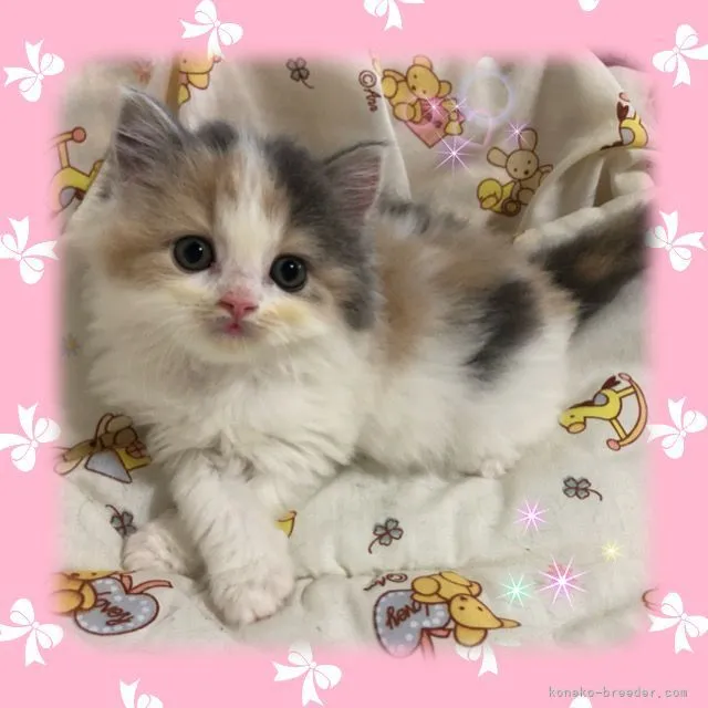 ID:2206-01136の子猫