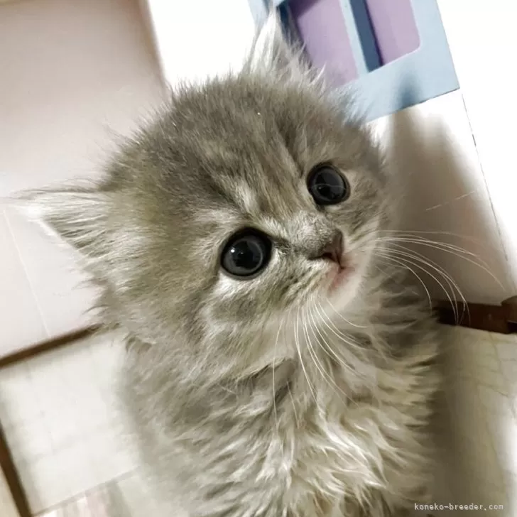 ごまま 様のお迎えした子猫