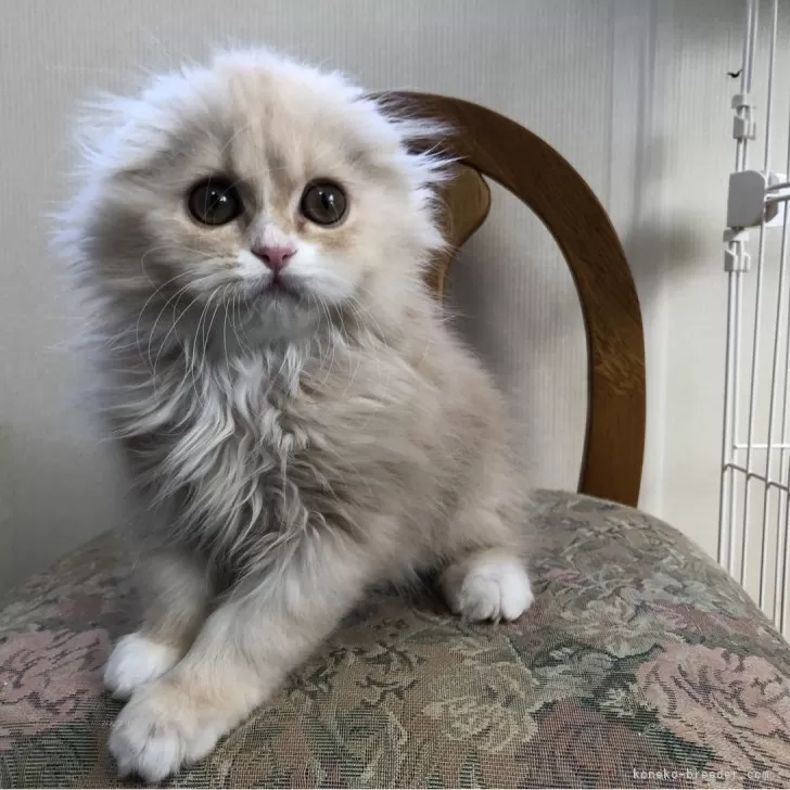 ID:2501-00411の子猫