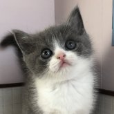 ブリティッシュショートヘア