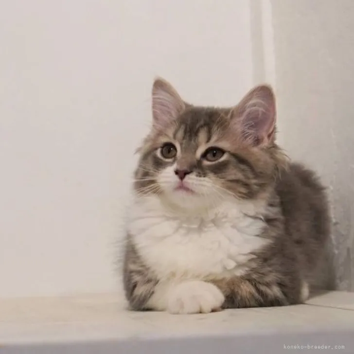 ID:2308-00799の子猫