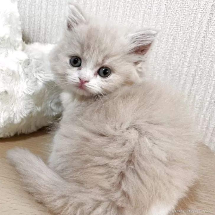T 様のお迎えした子猫