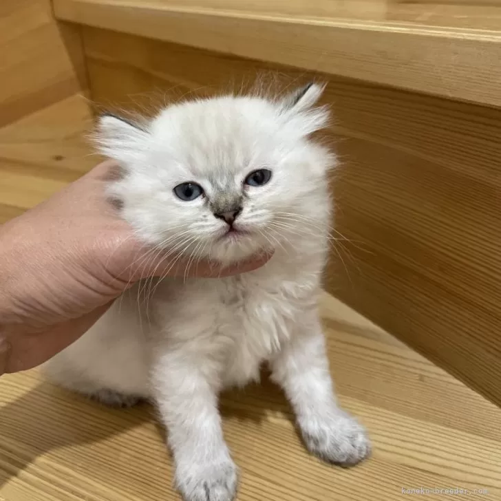ID:2504-03211の子猫
