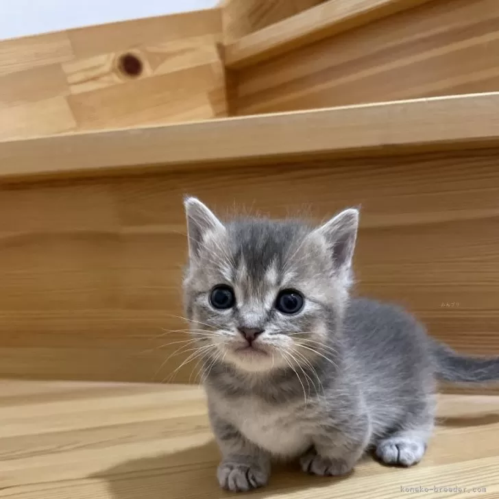 ID:2504-01359の子猫