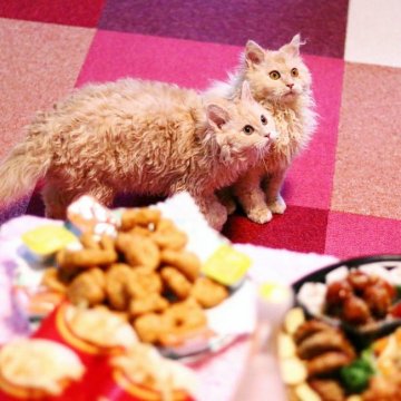 北海道のマンチカンのブリーダー キャッテリーのブログ特集 3ページ目 みんなのペットライフ