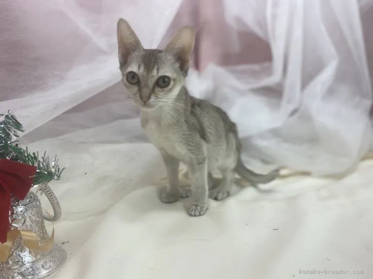 ID:2112-01844の子猫