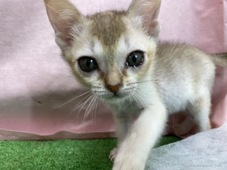 ID:2202-01542の子猫