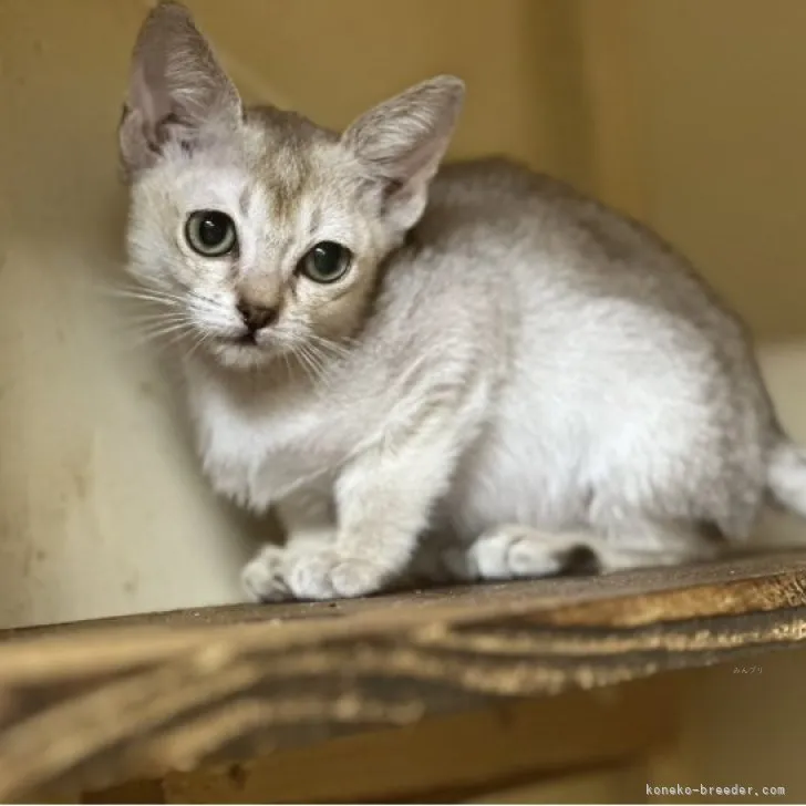 ID:2309-03005の子猫