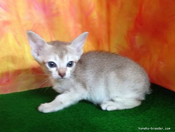 ID:1507-00190の子猫