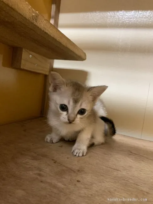 ID:1903-01032の子猫