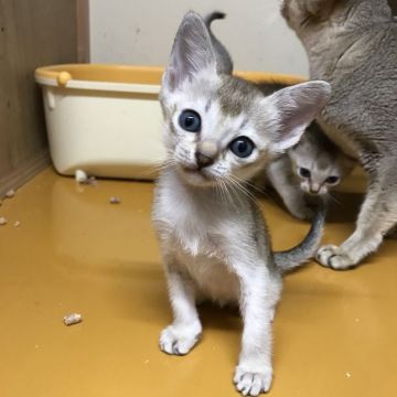 シンガプーラ【茨城県・女の子・2018年2月15日・セピアアグティー】の写真「ゆずママから生まれた３姉妹の女の子★A」