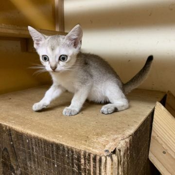 シンガプーラ【茨城県・女の子・2019年9月28日・セピアアグティー】の写真「エマママから生まれた女の子★」