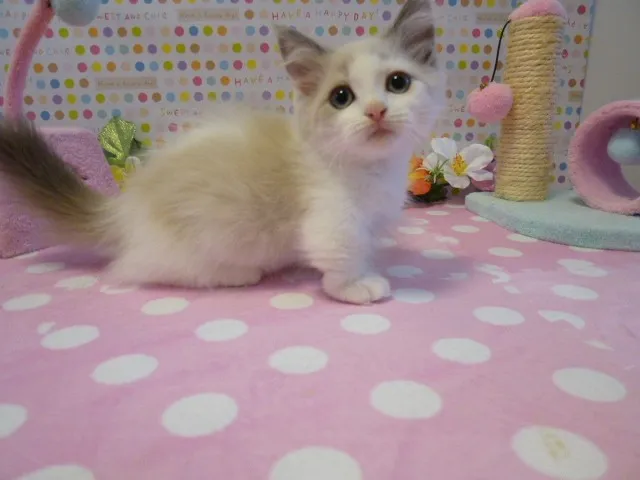 ID:1306-00125の子猫
