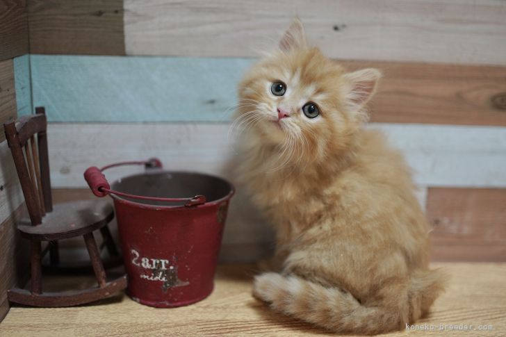 マンチカン 長足 北海道 女の子 21年4月13日 レッドタビー ふわふわの美猫ちゃん みんなの子猫ブリーダー 子猫id 2106