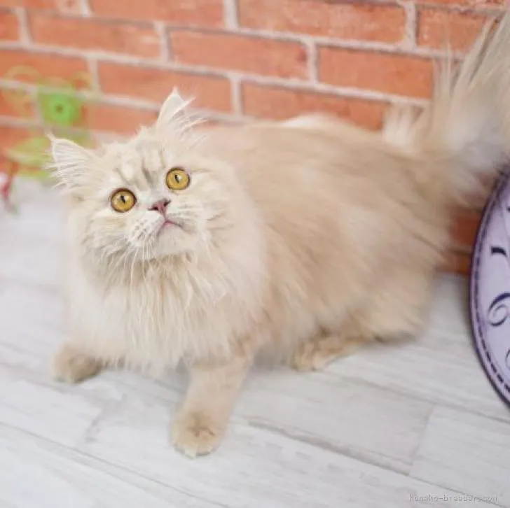 ID:2207-01713の子猫