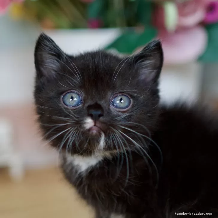 ID:2406-00824の子猫