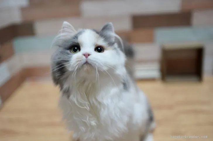 ID:2112-01091の子猫