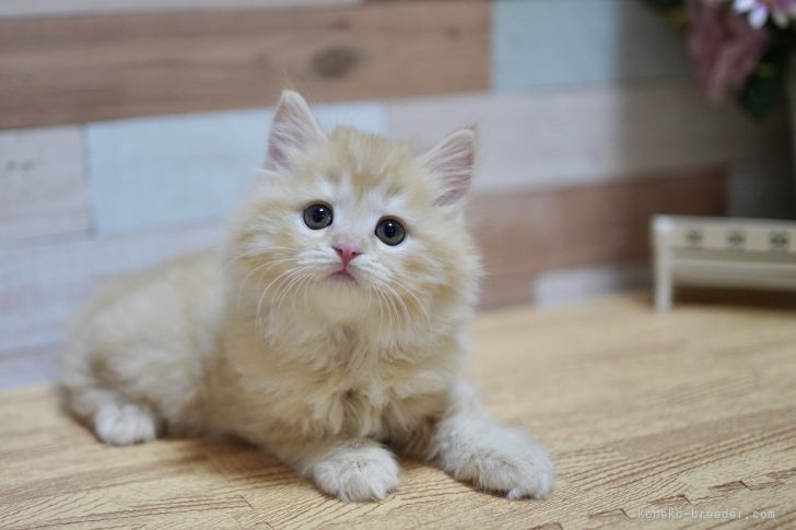 マンチカン 長足 北海道 女の子 21年4月13日 クリームタビー ふわふわの美猫ちゃん みんなの子猫ブリーダー 子猫id 2106