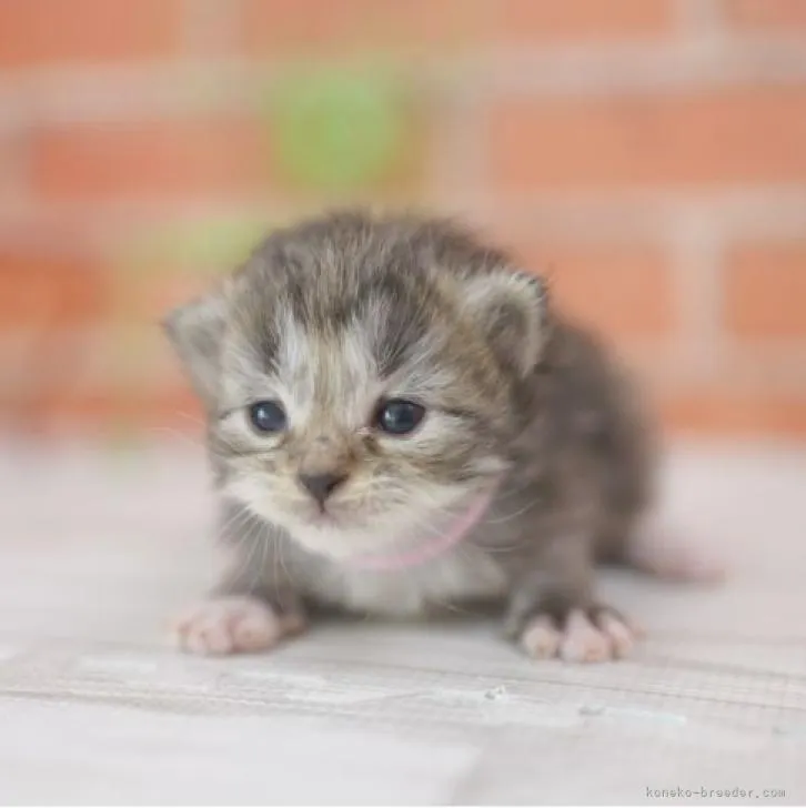 ID:2302-01254の子猫