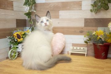 ラグドール【北海道・男の子・2019年5月17日・チョコレートポイントバイカラー】の写真「美猫ちゃん♪両親チャンピオン♪」