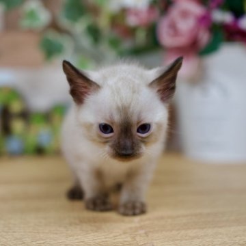 ベンガル【北海道・男の子・2024年8月10日・シールスポテッドリンクスポイント】の写真「数日間、現在表示価格から2万円引き」