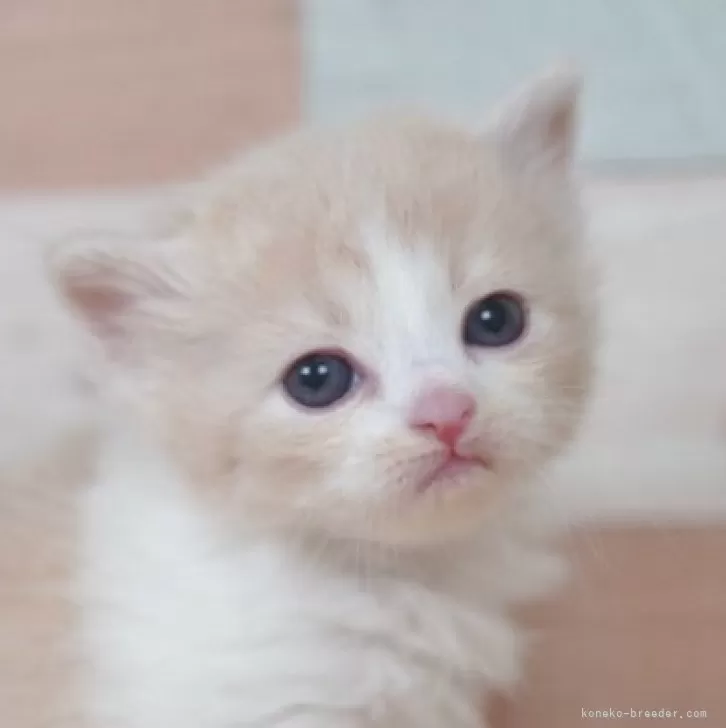 ID:2504-01647の子猫