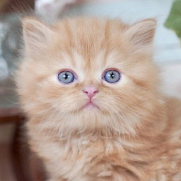 マンチカン(長足)【北海道・男の子・2025年3月2日・レッドタビー】の写真「ふわふわで癒し系🎵4/27までご予約可能！」
