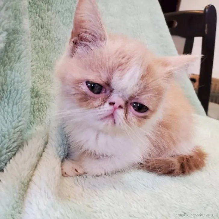 ID:2308-01376の子猫
