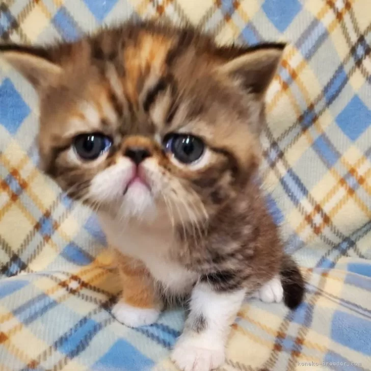 ID:2405-00556の子猫