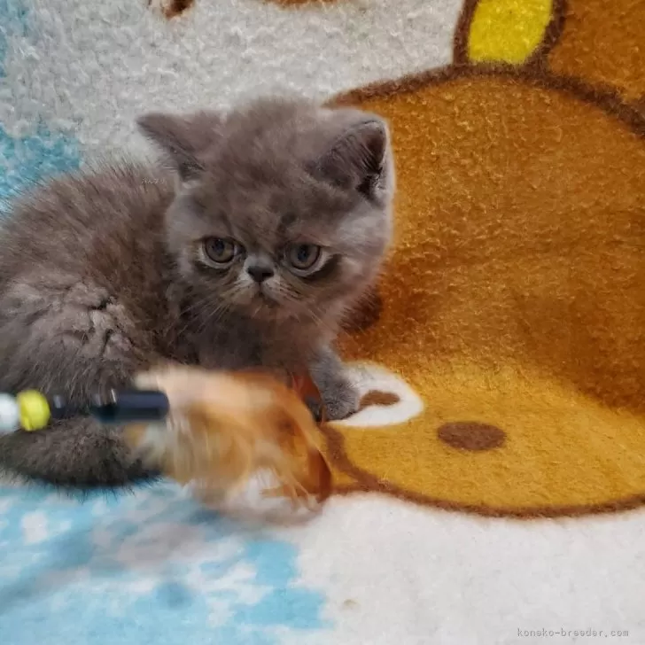 ID:2406-03710の子猫
