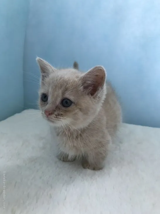 ID:1711-01139の子猫
