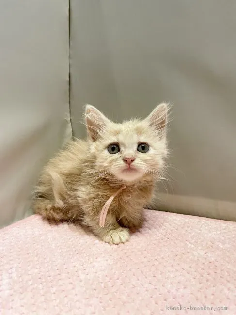 ID:2204-00344の子猫