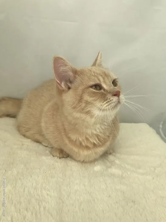 ID:1707-00087の子猫
