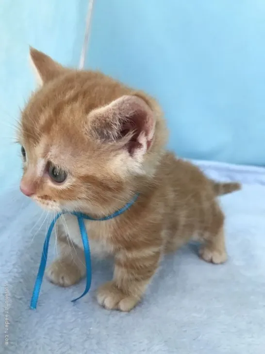 ID:1706-00066の子猫