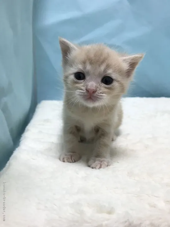 ID:1712-00505の子猫