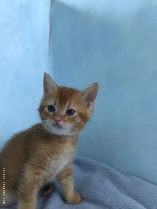 ID:1708-00649の子猫