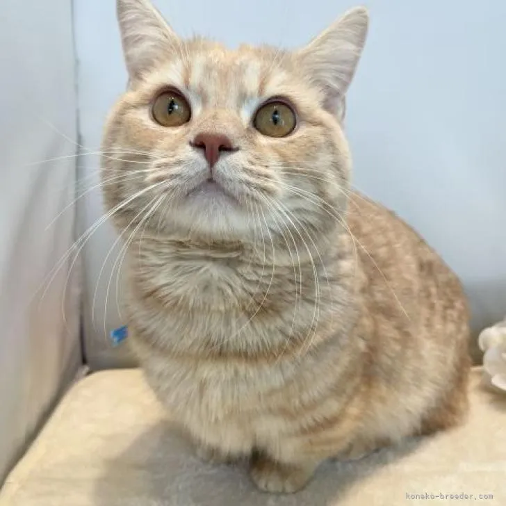 ID:2209-00520の子猫