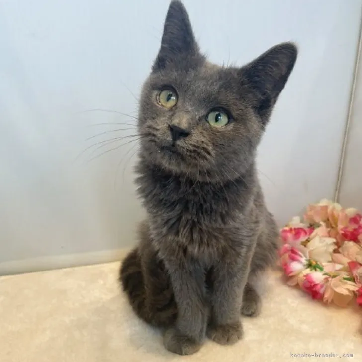 ID:2305-01850の子猫