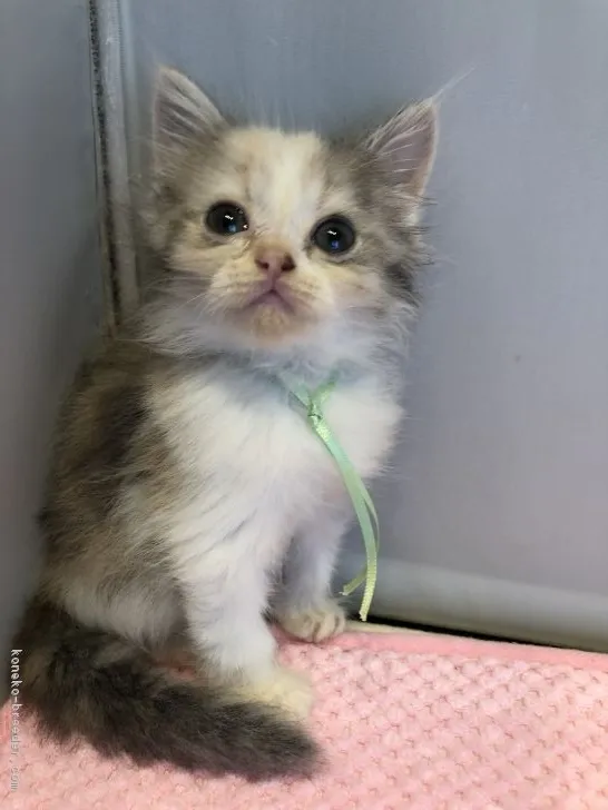 ID:1811-00940の子猫