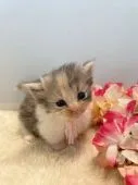 マンチカン(短足)【神奈川県・女の子・2022年3月22日・ダイリュートキャリコ】の写真3「一番この柄な子です。」