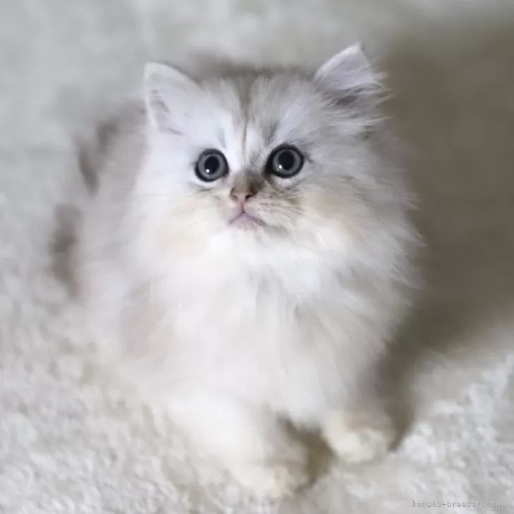 ID:2407-00551の子猫