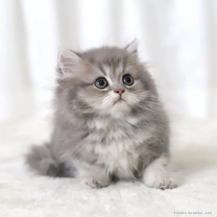 ID:2308-00385の子猫