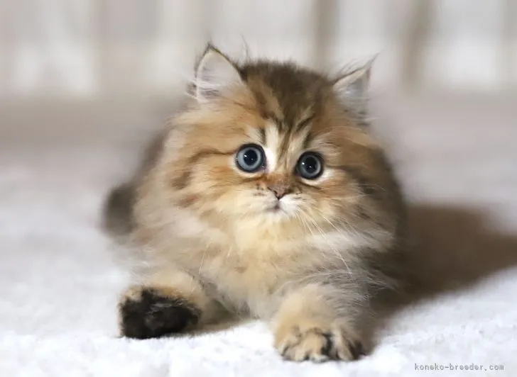 ID:2205-03070の子猫