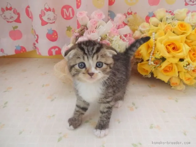 さ( ˇωˇ ) 様のお迎えした子猫