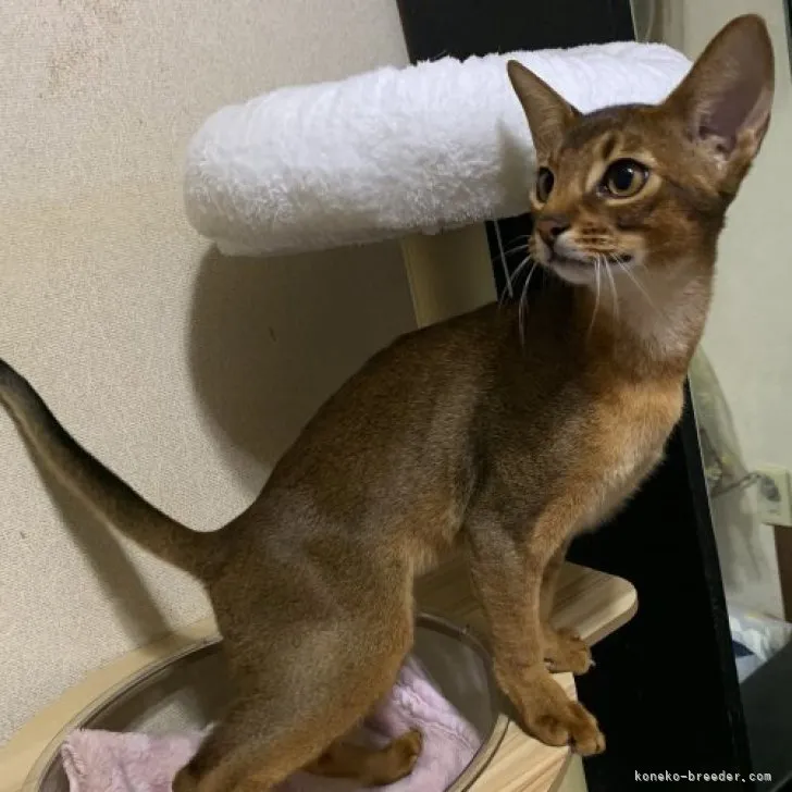 ID:2311-02824の子猫