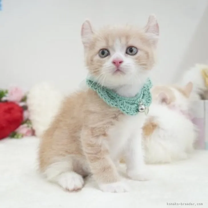 ID:2307-01409の子猫