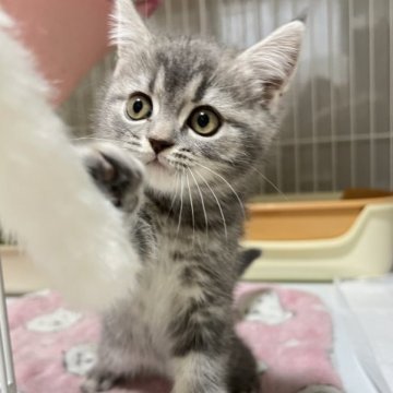 マンチカン(長足)【群馬県・男の子・2023年2月16日・ブルータビー（短毛(ショートヘア)）】の写真「ブルータビーの男の子💙オンライン見学可能🥰」