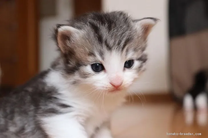 ID:1906-00795の子猫