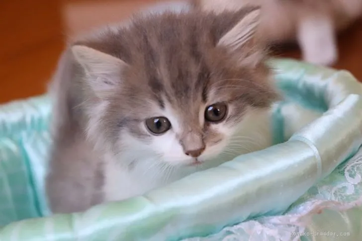 ID:2002-00484の子猫
